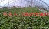 供应2012优质草莓秋季生产苗