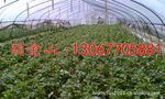 供应2012优质草莓秋季生产苗