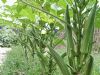 供应补充体力的神奇蔬菜黄秋葵—黄秋葵种子