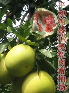 供应红蜜柚新品种