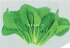 供应总绿小松菜——青梗菜种子