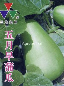 供应五月早蒲瓜—葫芦种子