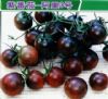 供应阿里3号—紫番茄种子
