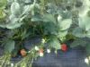 供应2013草莓苗，大棚草莓苗