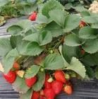 供应草莓苗，大棚草莓苗