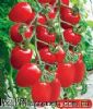 供应寿光进口俄罗斯专用小番茄种子