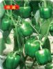 供应神威（荷兰引进）—甜椒种子