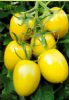 供应欧拉玛—番茄种子