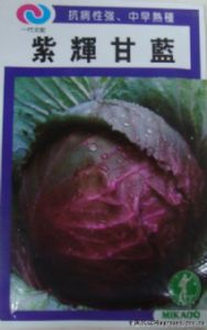 供应紫辉—甘蓝种子
