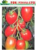 供应罗曼娜—番茄种子