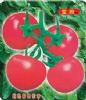 供应宝粉298（抗TY病毒）—番茄种子