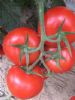 供应以色列67号—番茄种子