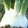 卡魔F1——球茎茴香种子