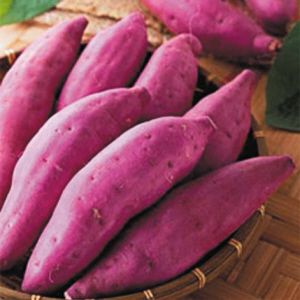 供应紫薯 