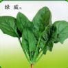 供应绿威F1——菠菜种子