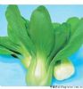 华绿——青梗菜种子