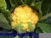供应一代杂交新品种—黄色花菜种子
