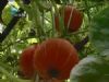 供应红板栗—南瓜种子
