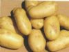 供应费乌瑞它（荷兰七号一级原种）—马铃薯种子