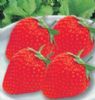 供应四季草莓—草莓种子