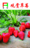 供应观赏草莓—草莓种子