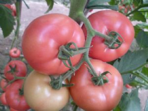 供应番茄种子