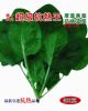 供应夏绿菠菜—菠菜种子
