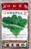 菠菜种子——北国绿神菠菜