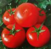 供应耐特8号-番茄种子