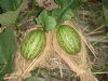 供应脆香西瓜—西瓜种子