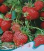 供应草莓种子