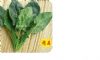 供应菏兰绿——菠菜种子