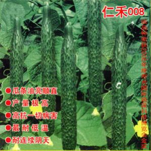 供应仁禾 008-黄瓜种子