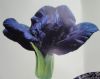 供应紫馨－青菜种子