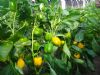 供应黄帝（PA-10）—甜椒种子