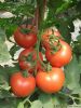 供应菲亚特—番茄种子