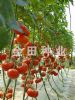 供应红琳娜—番茄种子