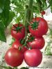 供应迪尼奥—番茄种子