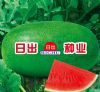供应深绿红宝王—西瓜种子