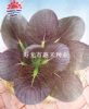 供应紫玉—油菜种子
