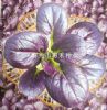 供应紫钻---油菜种子