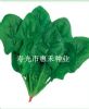 供应君川107—菠菜种子