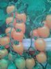 供应金宝6号—番茄种子