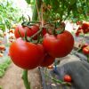供应红钻王—番茄种子