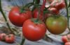 供应粉迪儿-番茄种子