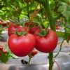 供应番茄种子亚瑟888