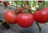 供应倍德—番茄种子
