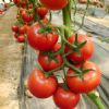 供应斯特918—番茄种子