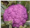 供应紫贵妃—紫花菜种子