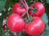 供应圣尼斯—313粉果番茄种子